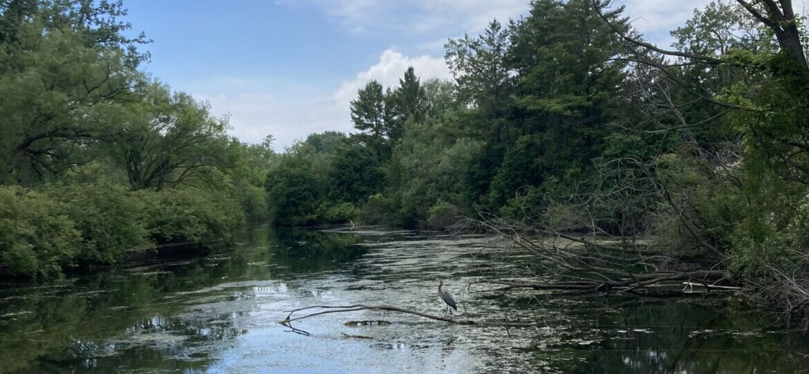Beavers’ canoe meetings